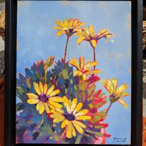 Cape Daisies